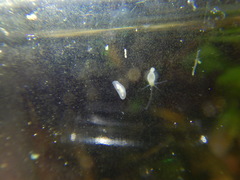 Macrostomum