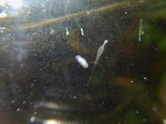 Macrostomum