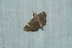 Cangetta hartoghialis