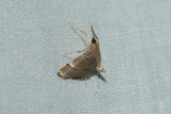 Cangetta hartoghialis