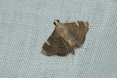 Cangetta hartoghialis
