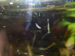 Macrostomum