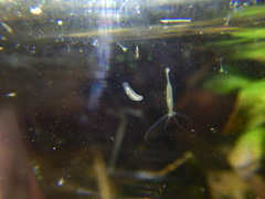 Macrostomum
