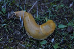 Ariolimax brachyphallus