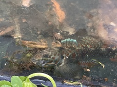 Gobiomorphus huttoni