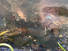 Gobiomorphus huttoni