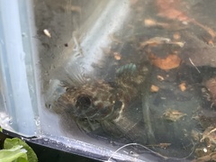 Gobiomorphus huttoni