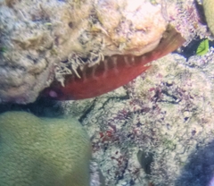 Heteropriacanthus cruentatus