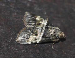 Orthaga atribasalis