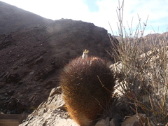 Eriosyce rodentiophila
