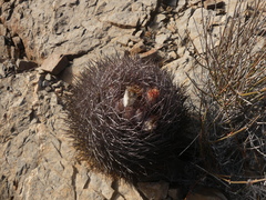 Eriosyce rodentiophila
