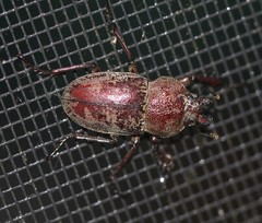 Cacostomus squamosus