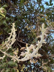 Cystotheca lanestris