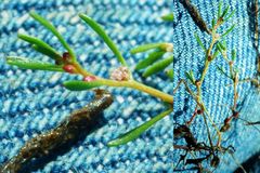 Proserpinaca pectinata