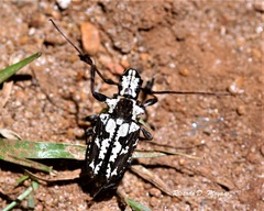 Steirastoma marmoratum