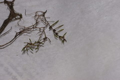 Proserpinaca pectinata