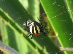 Alpaida quadrilorata