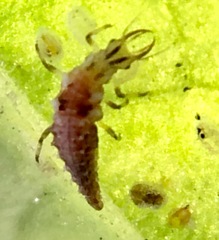 Chrysoperla comanche