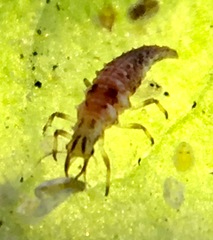 Chrysoperla comanche