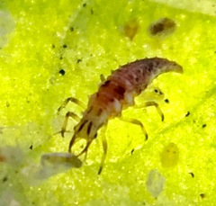 Chrysoperla comanche