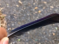 Quiscalus quiscula stonei