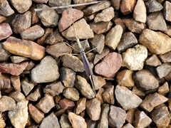 Ranatra quadridentata