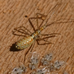 Zelus renardii