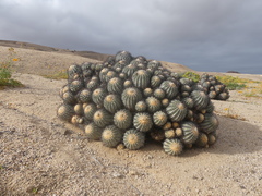 Copiapoa longistaminea