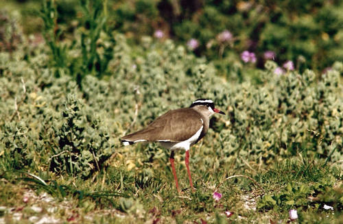 Crowned Lapwing