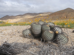 Copiapoa longistaminea