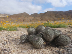 Copiapoa longistaminea