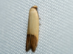 Tachystola stenoptera