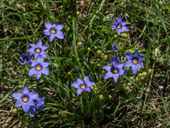 Sisyrinchium pruinosum
