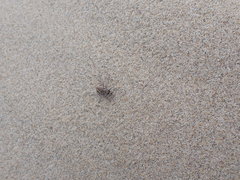 Cicindela bellissima