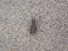 Cicindela bellissima