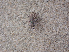 Cicindela bellissima