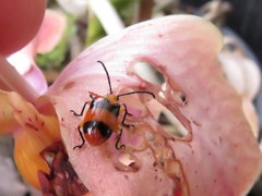 Stethopachys formosa