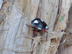 Chinavia erythrocnemis