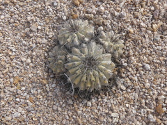Copiapoa grandiflora