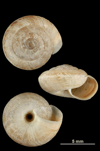 Wrinkled Snail