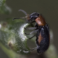 Collops quadrimaculatus