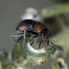 Collops quadrimaculatus