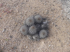 Copiapoa grandiflora