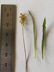 Plantago hispida