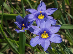Sisyrinchium pruinosum