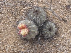 Copiapoa grandiflora