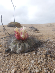 Copiapoa grandiflora