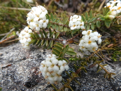 Pimelea oreophila