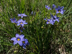 Sisyrinchium pruinosum