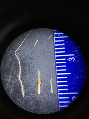 Eriocoma nevadensis